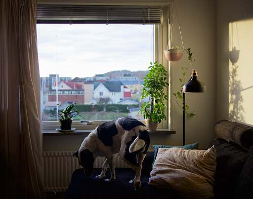indoors adult black and white dog on blue bed furniture